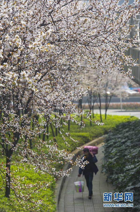 （晚报）（2）重庆：春天“悄悄”地来了
