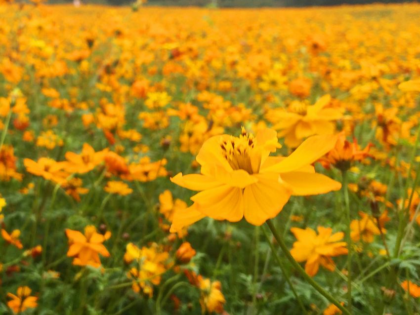 冬季到福州南江滨看花海　金黄和橙色花朵别样美