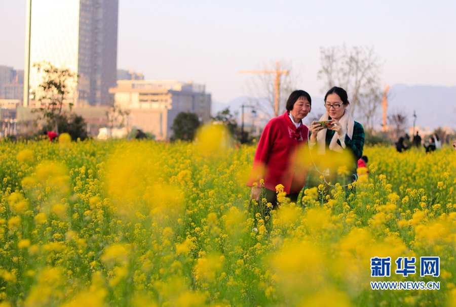 福州花海公园油菜花盛放　春节接待游客约20万人