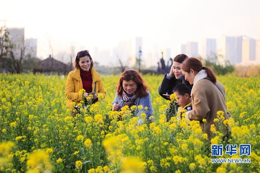 福州花海公园油菜花盛放　春节接待游客约20万人